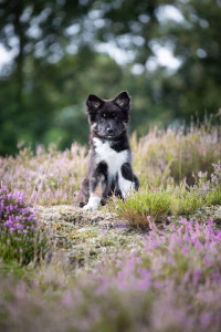 Islandhund Welpe sitzt in Heidepflanzen und guckt direkt in die Kamera