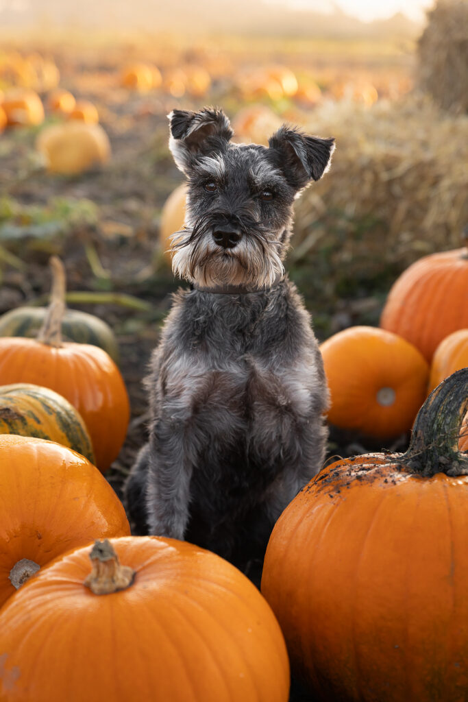Grauer Zwergschnauzer in einem Kürbisfeld