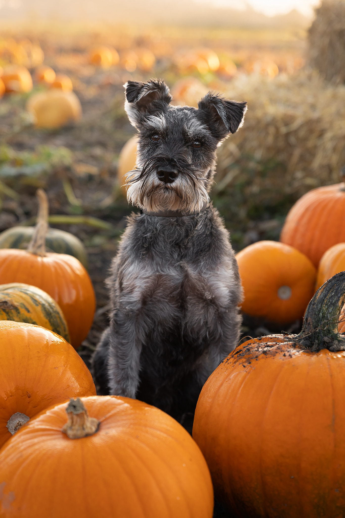 Grauer Zwergschnauzer in einem Kürbisfeld