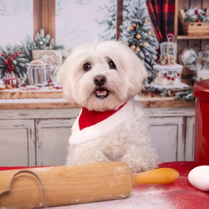 Weißer Hund mit rotem Halstuch in einer weihnachtlichen Backstube